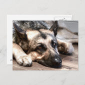 German Shepherd Briefkaart (Voorkant / Achterkant)