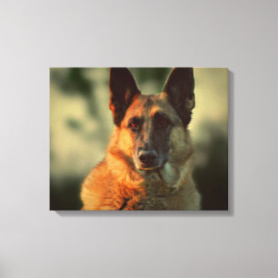 German Shepherd Canvas Afdruk