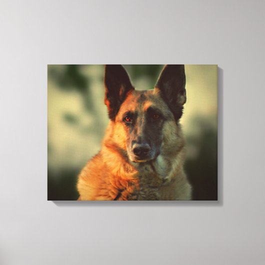 German Shepherd Canvas Afdruk (Voorkant)