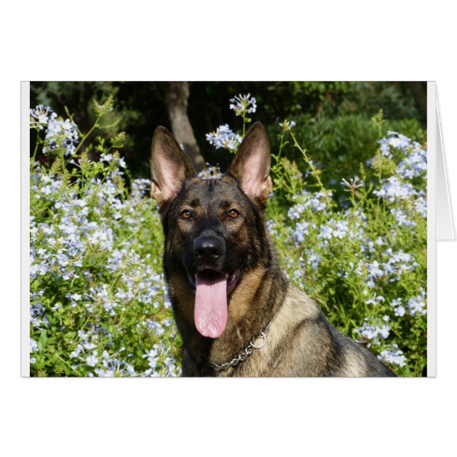 German Shepherd Dog (Voorkant Horizontaal)