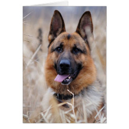 German Shepherd Dog