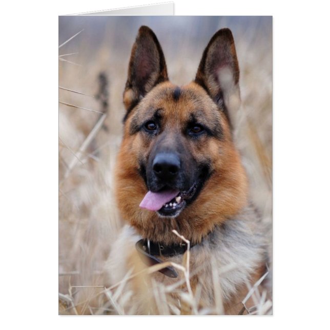 German Shepherd Dog (Voorkant)