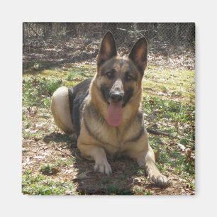 German Shepherd Dog Afbeelding Magnet