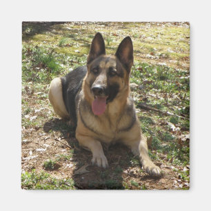 German Shepherd Dog Afbeelding Magnet