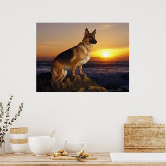 German Shepherd dog, Alsatian, at sunset Poster (Keuken)