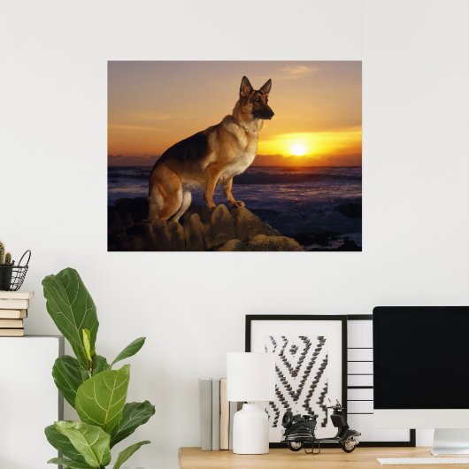 German Shepherd dog, Alsatian, at sunset Poster (Thuiskantoor)