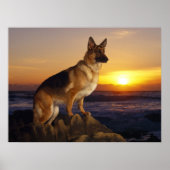 German Shepherd dog, Alsatian, at sunset Poster (Voorkant)