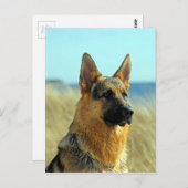 -German Shepherd Dog Briefkaart (Voorkant / Achterkant)