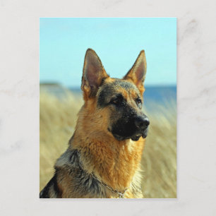 -German Shepherd Dog Briefkaart