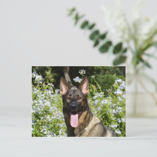 German Shepherd Dog Briefkaart (Staand voorkant)