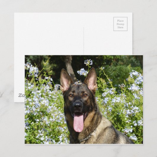 German Shepherd Dog Briefkaart (Voorkant / Achterkant)