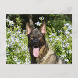 German Shepherd Dog Briefkaart