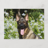 German Shepherd Dog Briefkaart (Voorkant)