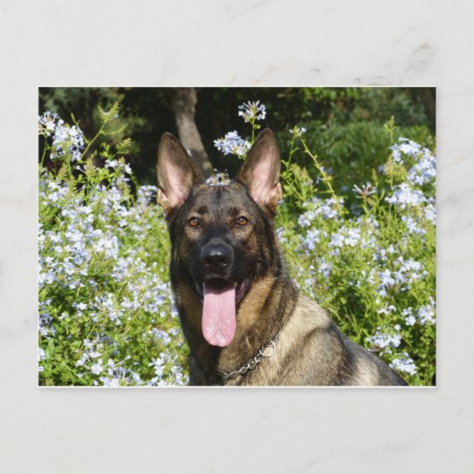 German Shepherd Dog Briefkaart (Voorkant)