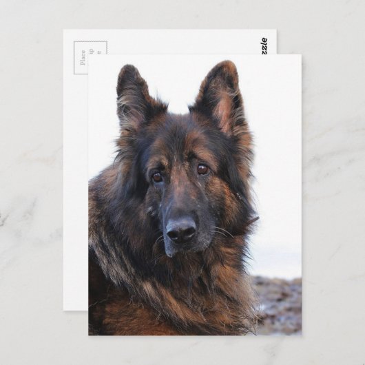 -German Shepherd Dog Briefkaart (Voorkant / Achterkant)