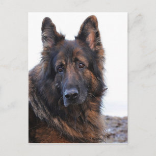 -German Shepherd Dog Briefkaart