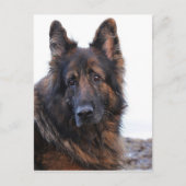-German Shepherd Dog Briefkaart (Voorkant)