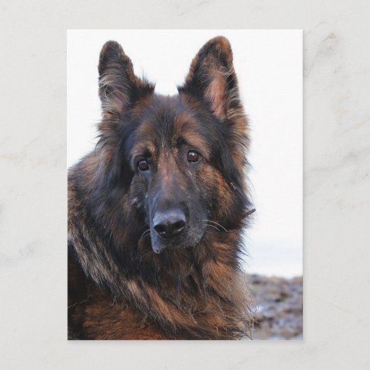-German Shepherd Dog Briefkaart (Voorkant)