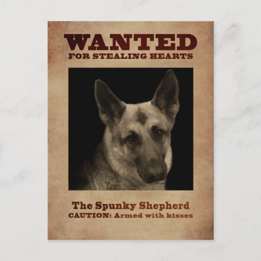 German Shepherd Dog Briefkaart (Voorkant)