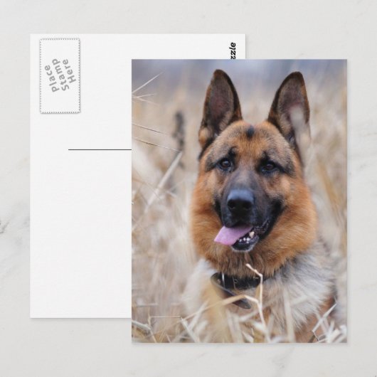 German Shepherd Dog Briefkaart (Voorkant / Achterkant)