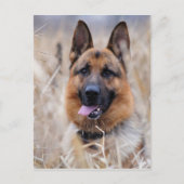 German Shepherd Dog Briefkaart (Voorkant)