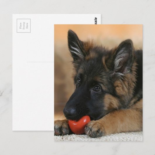 German Shepherd Dog Design Briefkaart (Voorkant / Achterkant)