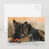 German Shepherd Dog Design Briefkaart (Voorkant / Achterkant)