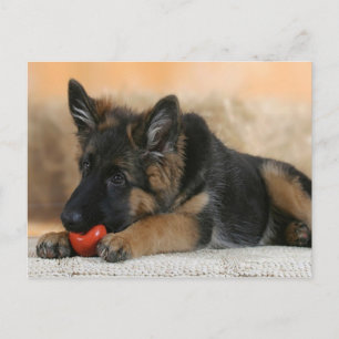 German Shepherd Dog Design Briefkaart