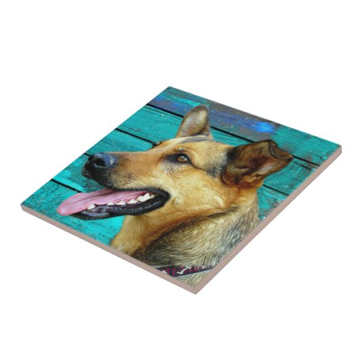 German Shepherd Dog Face Tegeltje (Zijkant)
