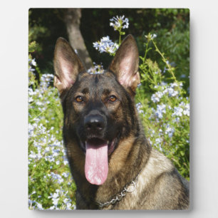 German Shepherd Dog Fotoplaat