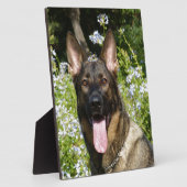 German Shepherd Dog Fotoplaat (Zijkant)