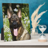 German Shepherd Dog Fotoplaat (Zijkant)