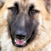 GERMAN SHEPHERD DOG HANDWAAIER