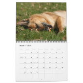 German Shepherd Dog kalender (Mar 2026)