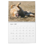 German Shepherd Dog kalender (Mar 2027)