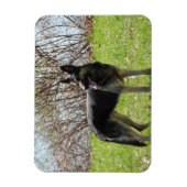 German Shepherd Dog Magneet (Verticaal)