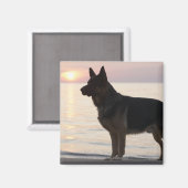German Shepherd dog op Georgian Bay, Ontario, Magneet (Voorkant / Achterkant)
