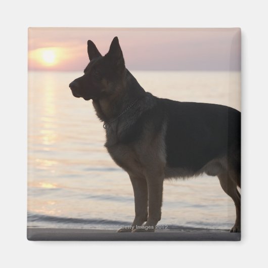 German Shepherd dog op Georgian Bay, Ontario, Magneet (Voorkant)