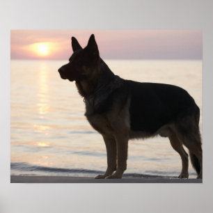 German Shepherd dog op Georgian Bay, Ontario, Poster