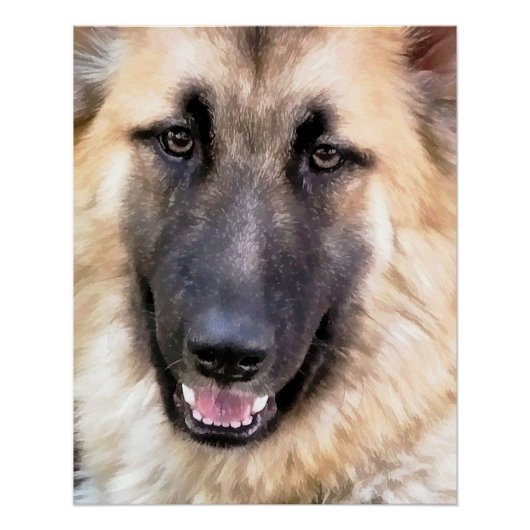 GERMAN SHEPHERD DOG POSTER (Voorkant)