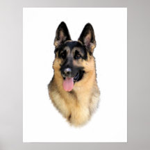 German Shepherd Dog