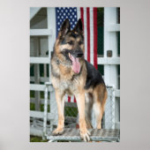German Shepherd Dog Poster (Voorkant)