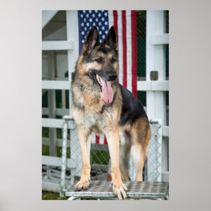German Shepherd Dog Poster
