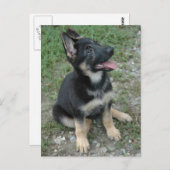 German Shepherd Dog Puppy Briefkaart (Voorkant / Achterkant)