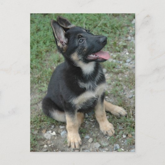 German Shepherd Dog Puppy Briefkaart (Voorkant)