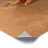 German Shepherd Dog - puppy, jong, volwassen Poster (Hoek)