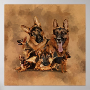 German Shepherd Dog - puppy, jong, volwassen Poster
