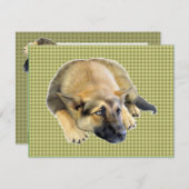 German Shepherd Dog Puppy Kaart (Voorkant / Achterkant)