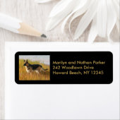 German Shepherd Dog Return Label (Insitu)