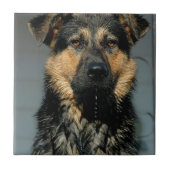 German Shepherd Dog Tile Tegeltje (Voorkant)